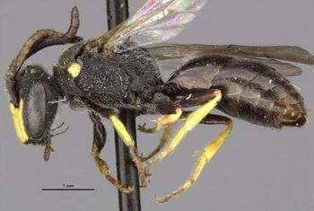 Media type: image;   Entomology 30478 Aspect: habitus lateral view
